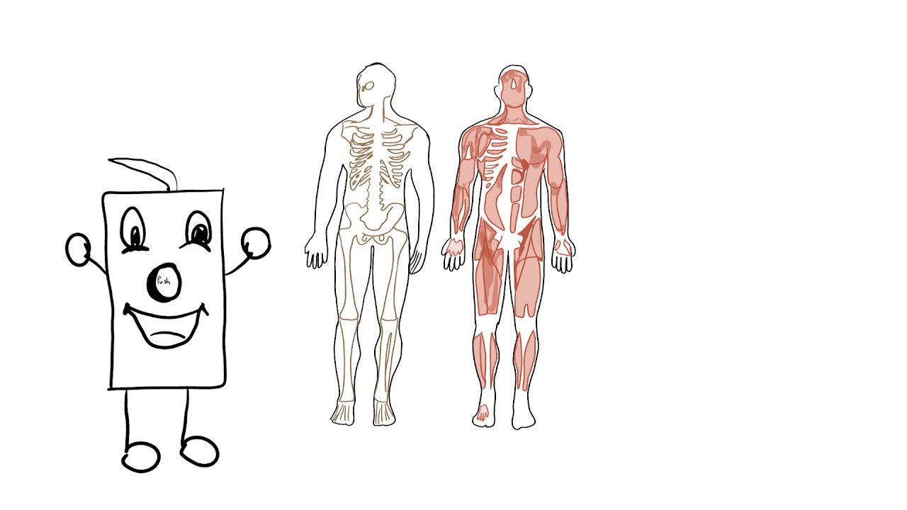 La proprioception - Prise de Notes - Neurosciences - Perception #7